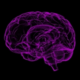 brain.jpg